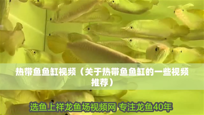 熱帶魚魚缸視頻（關于熱帶魚魚缸的一些視頻推薦）