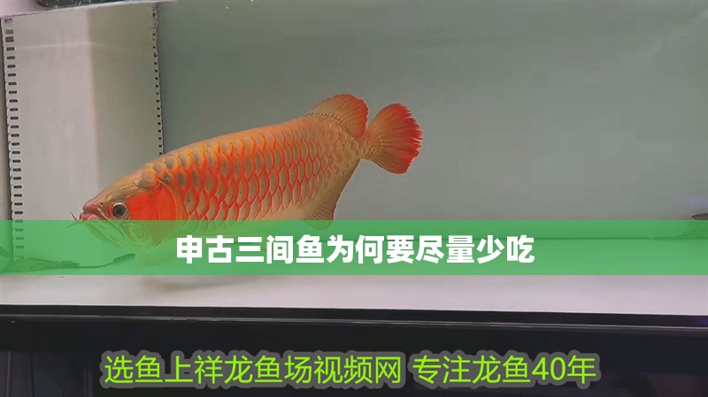 申古三間魚為何要盡量少吃