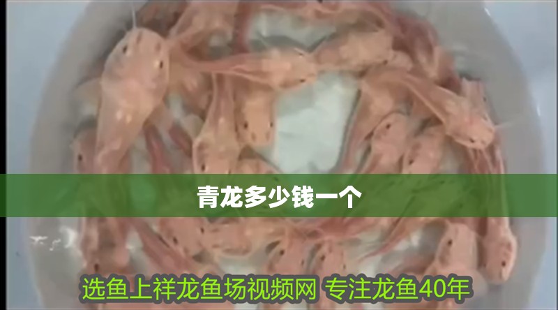 青龍多少錢(qián)一個(gè)