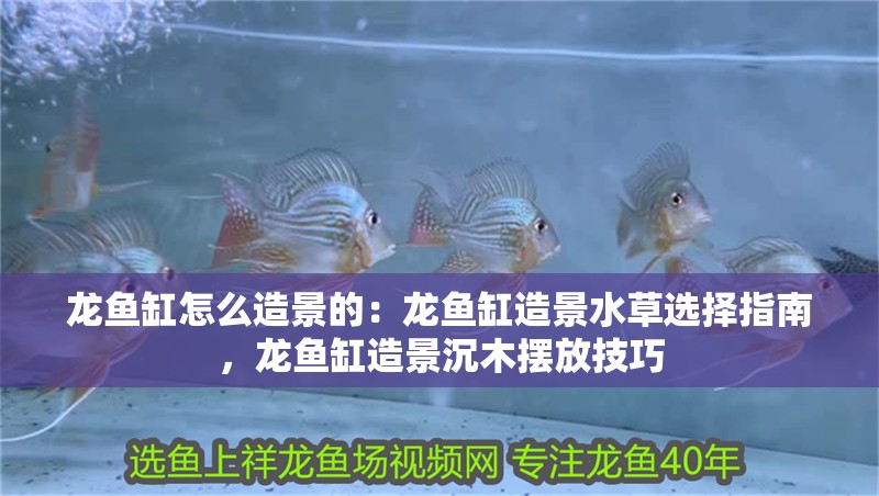 龍魚缸怎么造景的：龍魚缸造景水草選擇指南，龍魚缸造景沉木擺放技巧