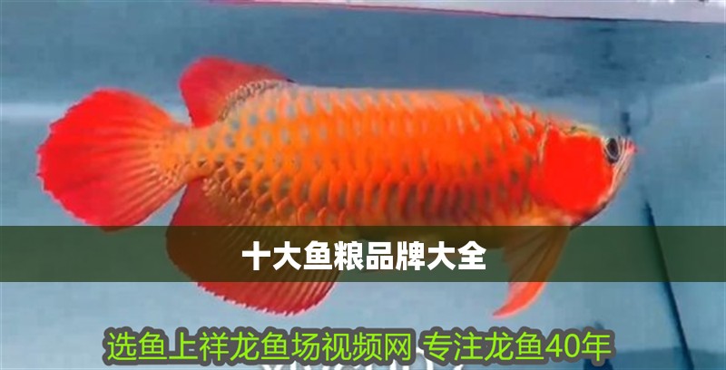 十大魚糧品牌大全
