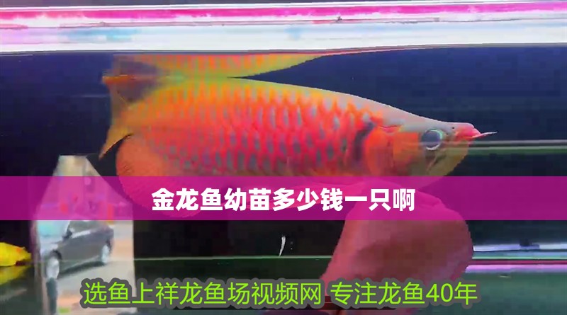 金龍魚幼苗多少錢一只啊