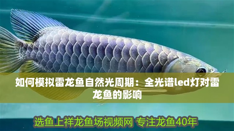 如何模擬雷龍魚自然光周期：全光譜led燈對雷龍魚的影響
