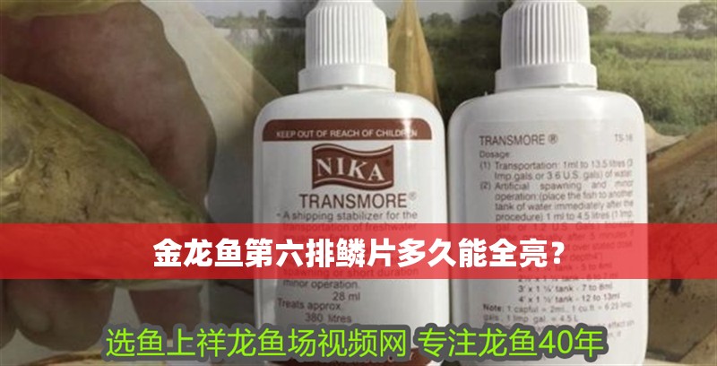 金龍魚第六排鱗片多久能全亮？
