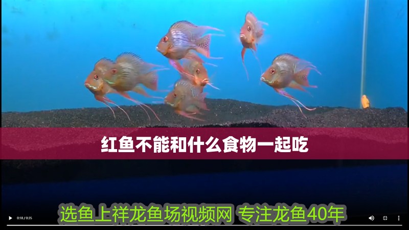 紅魚不能和什么食物一起吃