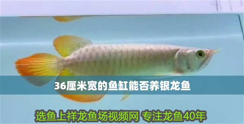 36厘米寬的魚(yú)缸能否養(yǎng)銀龍魚(yú)