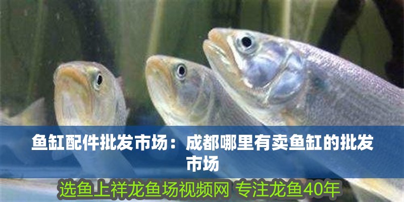 魚缸配件批發市場：成都哪里有賣魚缸的批發市場