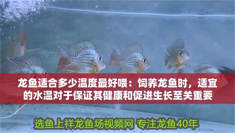 龍魚適合多少溫度最好喂：飼養(yǎng)龍魚時(shí)，適宜的水溫對于保證其健康和促進(jìn)生長至關(guān)重要
