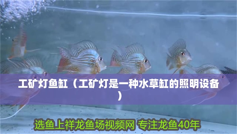工礦燈魚缸（工礦燈是一種水草缸的照明設備）