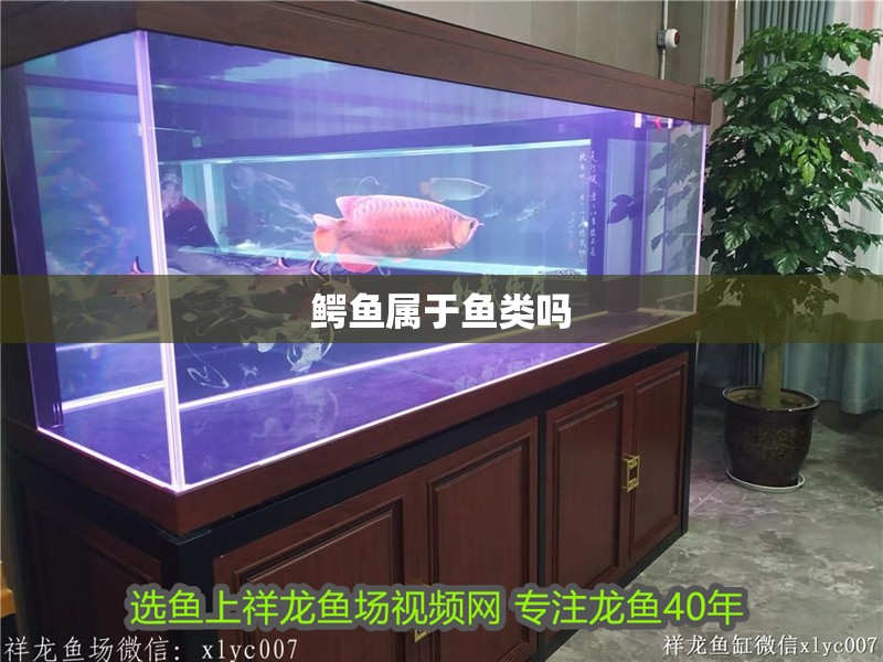 鱷魚屬于魚類嗎