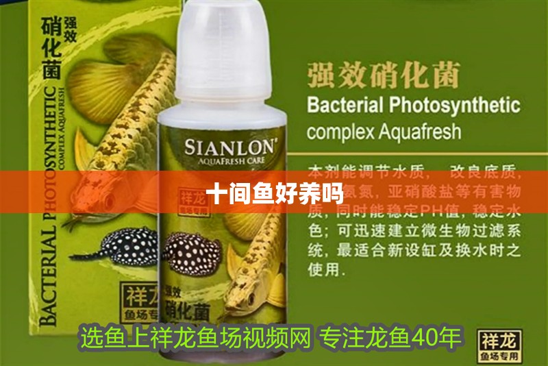 十間魚好養(yǎng)嗎