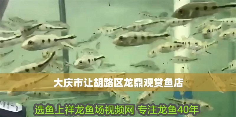 大慶市讓胡路區龍鼎觀賞魚店