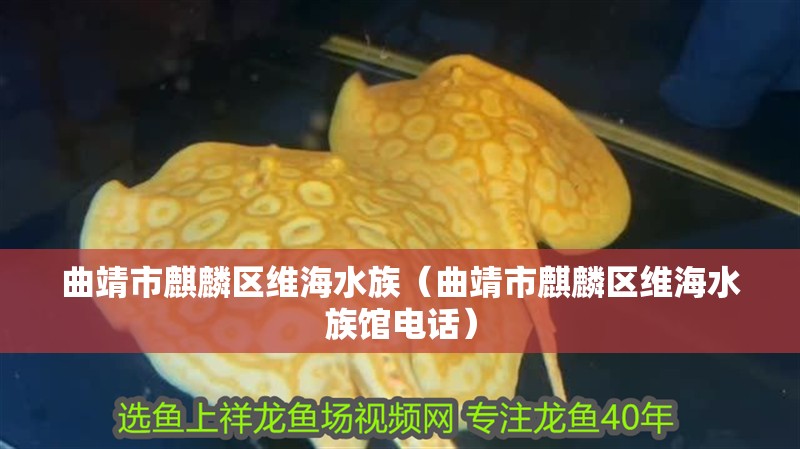 曲靖市麒麟區維海水族（曲靖市麒麟區維海水族館電話）