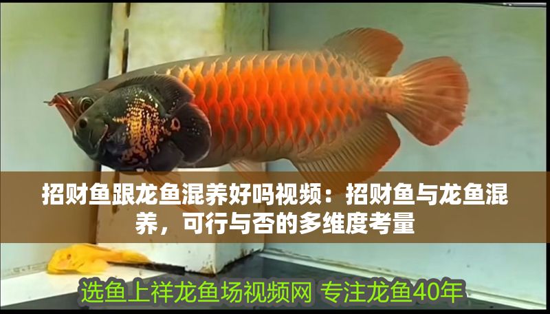 招財魚跟龍魚混養好嗎視頻：招財魚與龍魚混養，可行與否的多維度考量