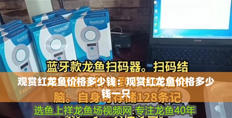 觀賞紅龍魚價格多少錢：觀賞紅龍魚價格多少錢一只