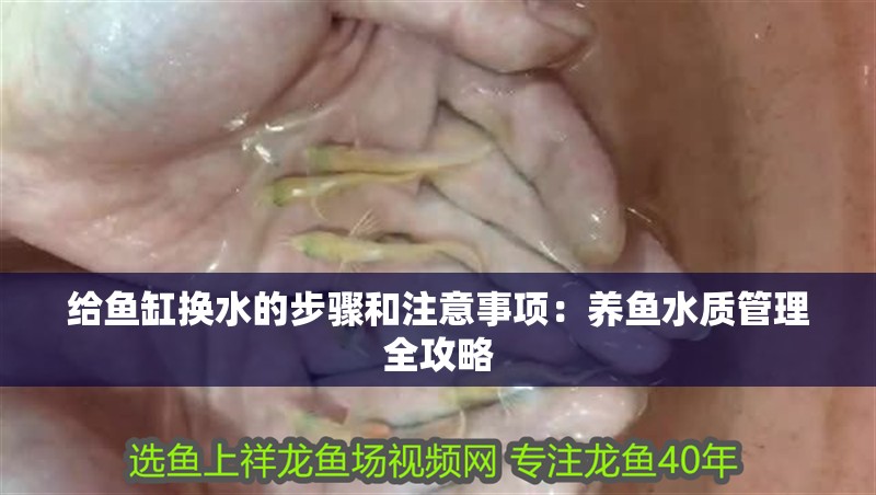 給魚缸換水的步驟和注意事項：養魚水質管理全攻略