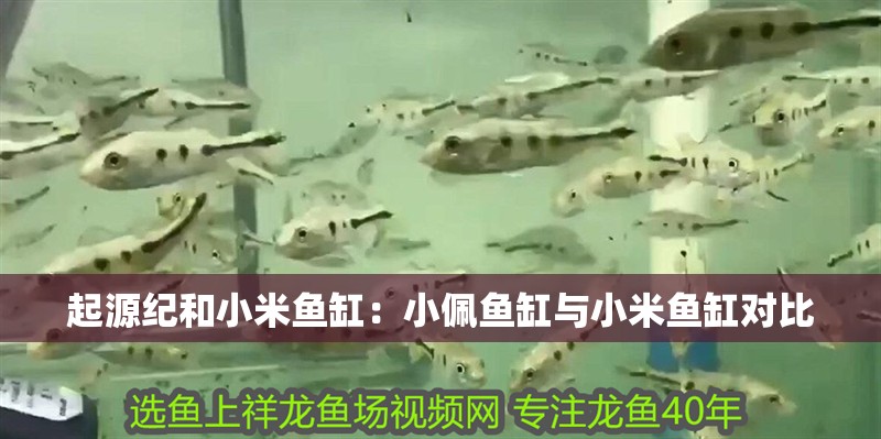 起源紀和小米魚缸：小佩魚缸與小米魚缸對比