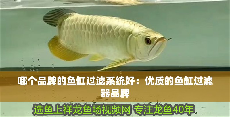 哪個品牌的魚缸過濾系統好：優質的魚缸過濾器品牌