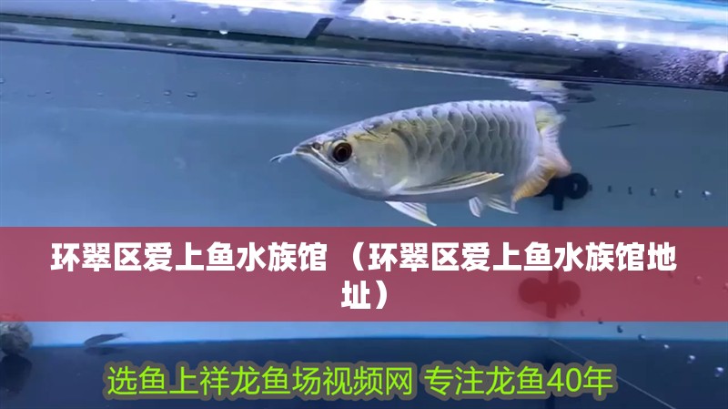 環翠區愛上魚水族館 （環翠區愛上魚水族館地址）
