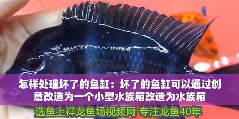 怎樣處理壞了的魚缸：壞了的魚缸可以通過創意改造為一個小型水族箱改造為水族箱