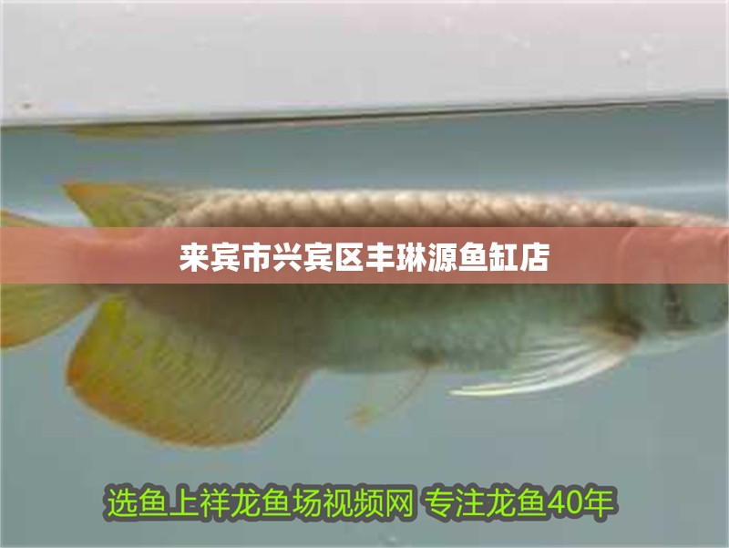 來賓市興賓區豐琳源魚缸店