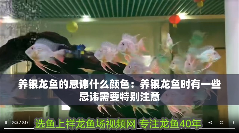 養銀龍魚的忌諱什么顏色：養銀龍魚時有一些忌諱需要特別注意