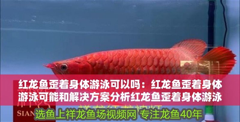 紅龍魚歪著身體游泳可以嗎：紅龍魚歪著身體游泳可能和解決方案分析紅龍魚歪著身體游泳
