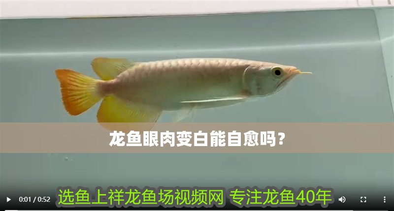 龍魚眼肉變白能自愈嗎？