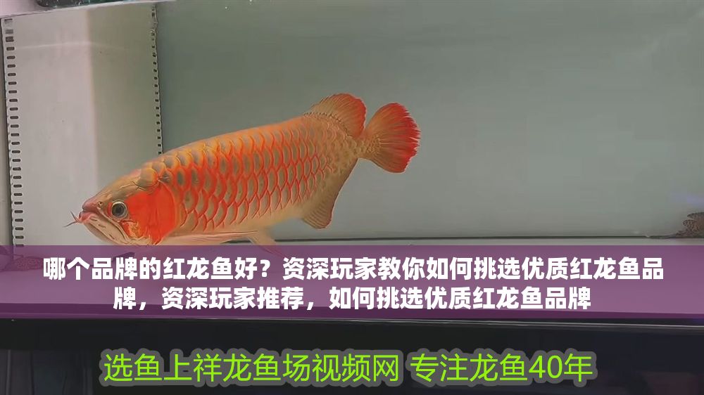 哪個品牌的紅龍魚好？資深玩家教你如何挑選優質紅龍魚品牌，資深玩家推薦，如何挑選優質紅龍魚品牌