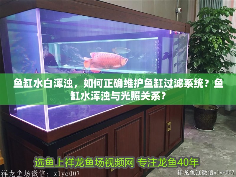 魚缸水白渾濁，如何正確維護魚缸過濾系統？魚缸水渾濁與光照關系？