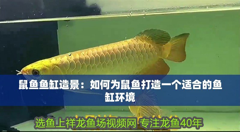 鼠魚魚缸造景：如何為鼠魚打造一個適合的魚缸環境