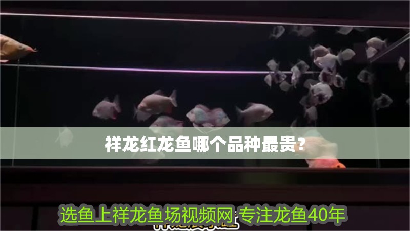祥龍紅龍魚哪個(gè)品種最貴？