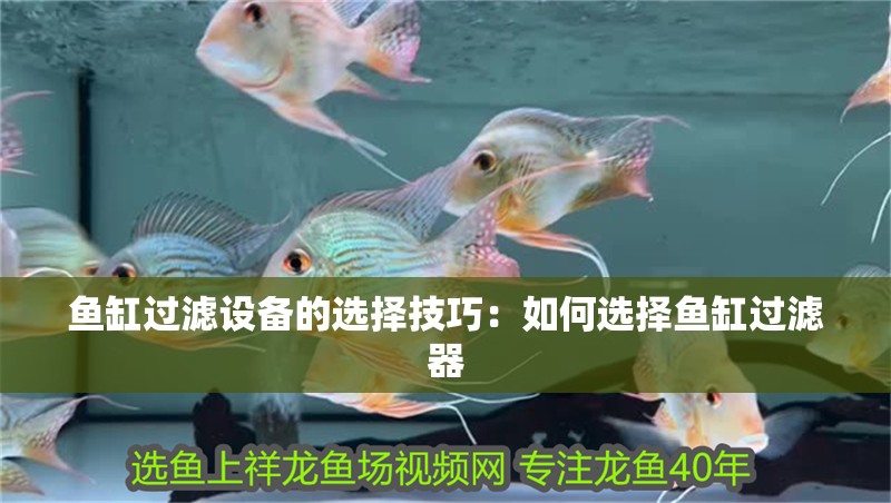 魚缸過濾設(shè)備的選擇技巧：如何選擇魚缸過濾器