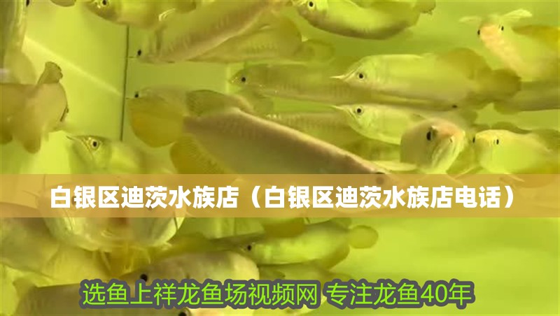 白銀區迪茨水族店（白銀區迪茨水族店電話）