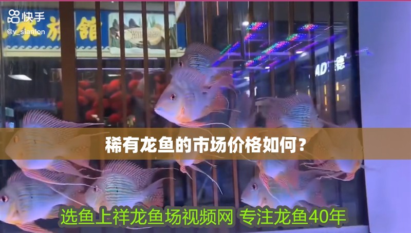 稀有龍魚的市場價格如何？