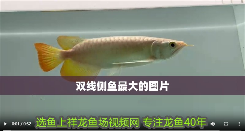 雙線側魚最大的圖片