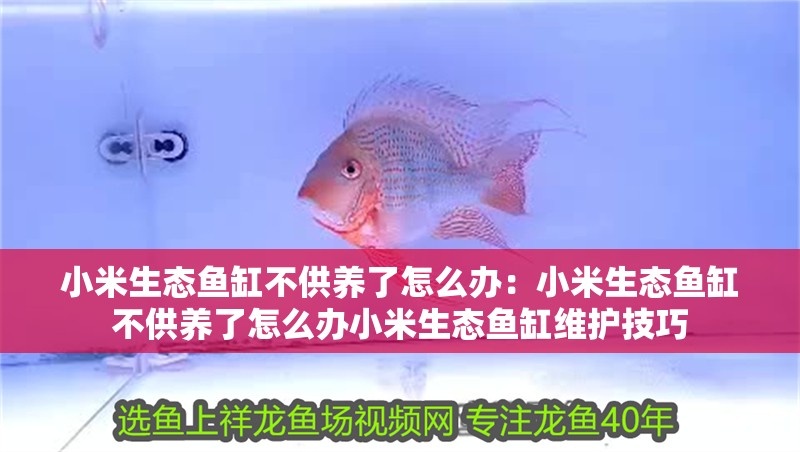小米生態魚缸不供養了怎么辦：小米生態魚缸不供養了怎么辦小米生態魚缸維護技巧
