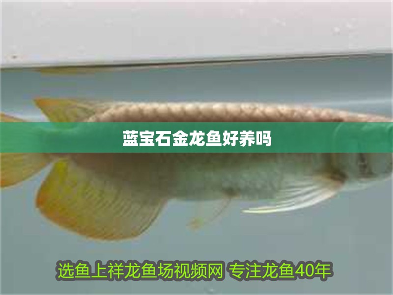 藍寶石金龍魚好養(yǎng)嗎