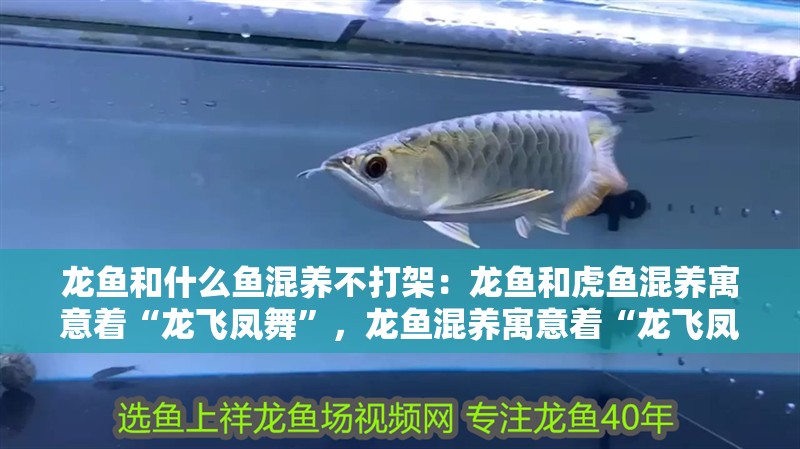 龍魚和什么魚混養(yǎng)不打架：龍魚和虎魚混養(yǎng)寓意著“龍飛鳳舞”，龍魚混養(yǎng)寓意著“龍飛鳳舞”