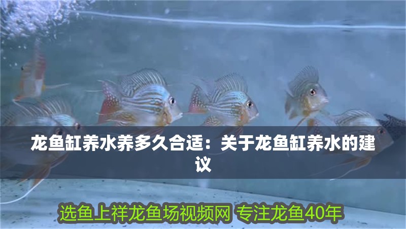 龍魚缸養(yǎng)水養(yǎng)多久合適：關(guān)于龍魚缸養(yǎng)水的建議