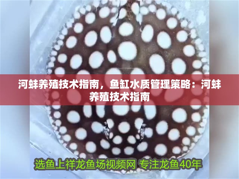河蚌養殖技術指南，魚缸水質管理策略：河蚌養殖技術指南