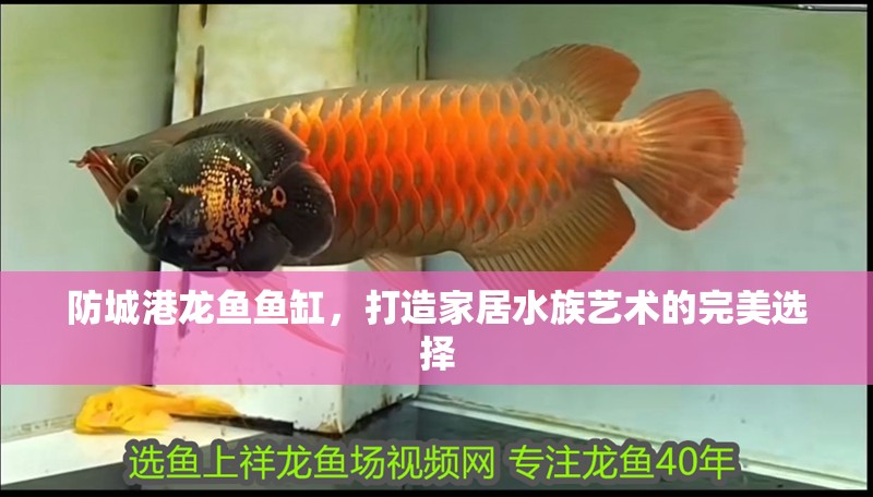 防城港龍魚魚缸，打造家居水族藝術的完美選擇
