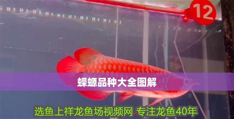 蠑螈品種大全圖解