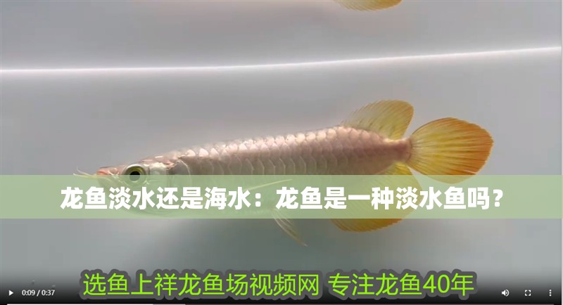 龍魚淡水還是海水：龍魚是一種淡水魚嗎？