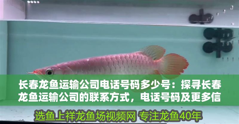長春龍魚運(yùn)輸公司電話號碼多少號：探尋長春龍魚運(yùn)輸公司的聯(lián)系方式，電話號碼及更多信息