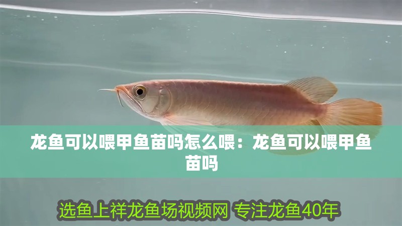 龍魚可以喂甲魚苗嗎怎么喂：龍魚可以喂甲魚苗嗎