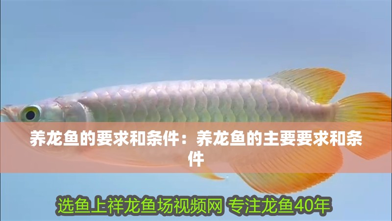 養龍魚的要求和條件：養龍魚的主要要求和條件