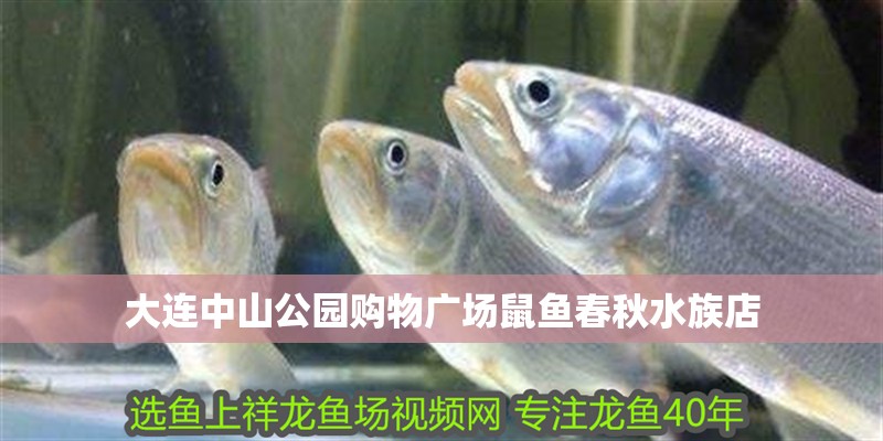 大連中山公園購(gòu)物廣場(chǎng)鼠魚(yú)春秋水族店