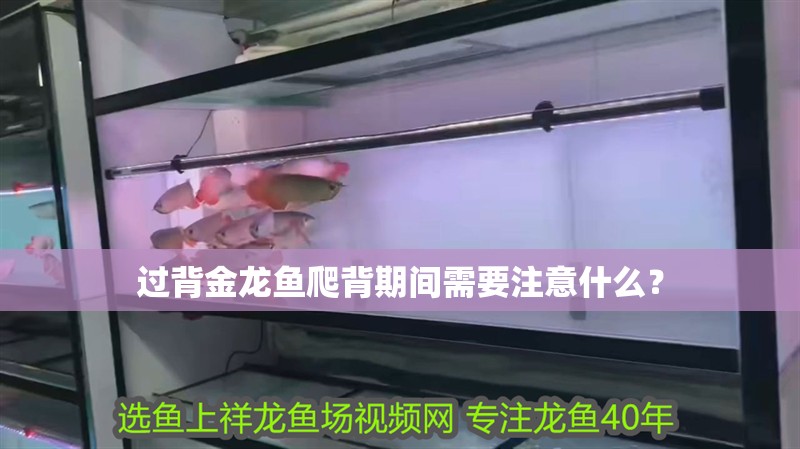 過背金龍魚爬背期間需要注意什么？