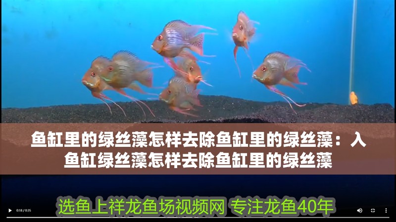 魚缸里的綠絲藻怎樣去除魚缸里的綠絲藻：入魚缸綠絲藻怎樣去除魚缸里的綠絲藻
